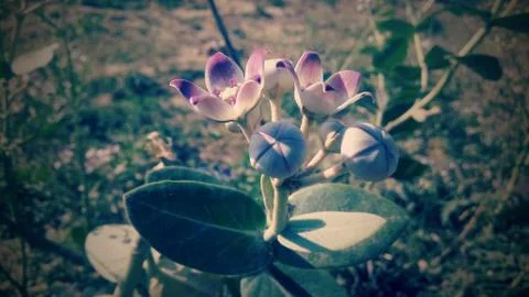 MADAAR. AAK .FLOWER Stock Photos