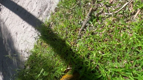 Madagascan collared iguana or Oplurus cuvieri in natural habitat, Madagascar Stock Footage 310534232