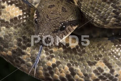 Madagascan Tree Boa Stock Photos