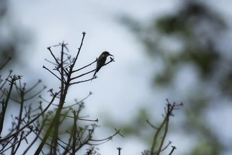 Madagascar Bee-eater (aka Olive Bee-eater, Merops superciliosus), Anja Community Stock Photos