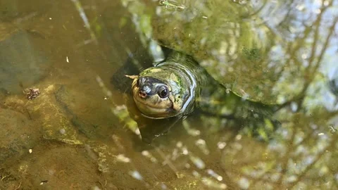 Madagascar Big-headed Turtle, Erymnochelys madagascariensis, Stock Footage 261568403