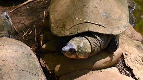 Madagascar Big-headed Turtle, Erymnochelys madagascariensis, Stockbeeldmateriaal 261570862