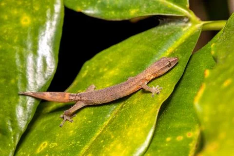 Madagascar Clawless Gecko, Ebenavia inunguis juvenile, Ranomafana National .. Stock Photos