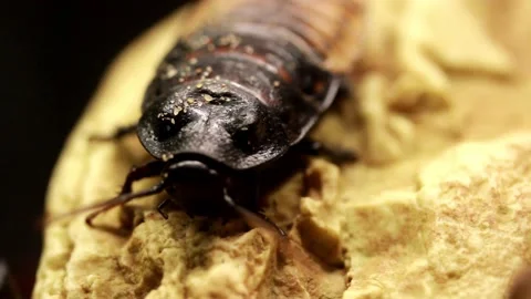 Madagascar cock roach Video stock 234814382