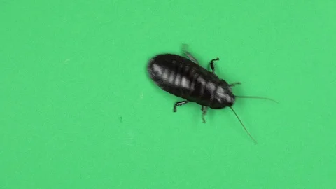 Madagascar cockroach crawls. Green screen. View from above Video stock 88718967