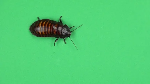 Madagascar cockroach crawls. Green screen. View from above Stock Footage 88719460