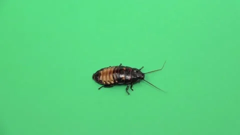 Madagascar cockroach crawls . Green screen. View from above. Slow motion Stock Footage