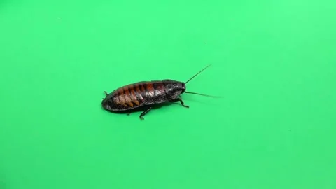 Madagascar cockroach crawls . Green screen. View from above. Slow motion Stock Footage 88930626