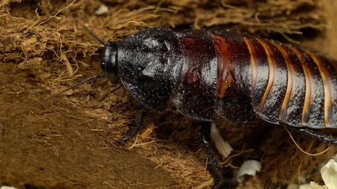Madagascar cockroach crawls on the ground. Close up Stock Footage 88718353