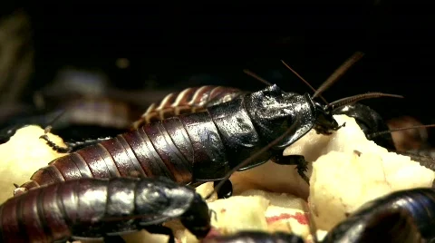 Madagascar cockroach 스톡 동영상 644433