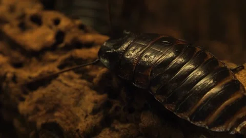 Madagascar cockroach  Stock Footage 244340880