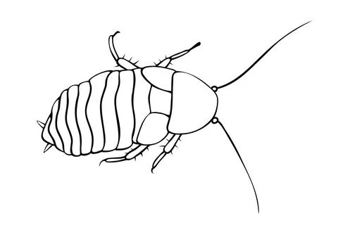 Madagascar cockroach, macro of insects. Pest control. Vector outline illustra Stock Illustration
