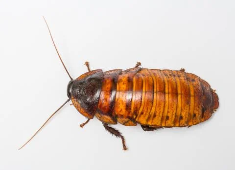 Madagascar cockroach Stock Photos