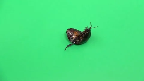 Madagascar cockroach spins on its shell. Green screen. View from above. Slow Stock Footage 88930609