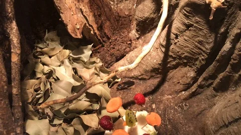 Madagascar cockroach in a terrarium 動画素材 119078932