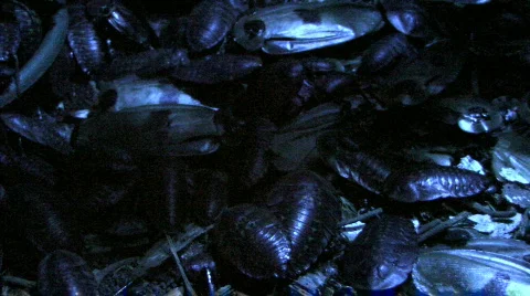  Madagascar Cockroaches  Video stock 276200