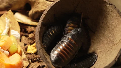 Madagascar cockroaches Stock Footage 331885544