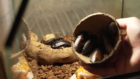 Madagascar cockroaches Vídeos de archivo 331885553