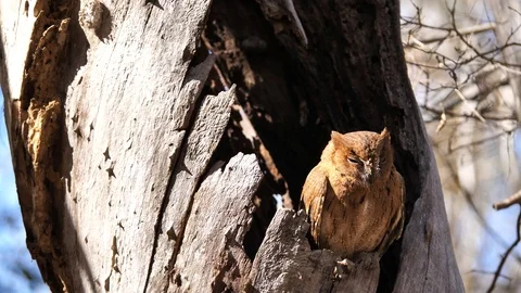 Madagascar Eared Red Owl Sleeping In Tree, Kirindi National Park Stock Footage 122302234