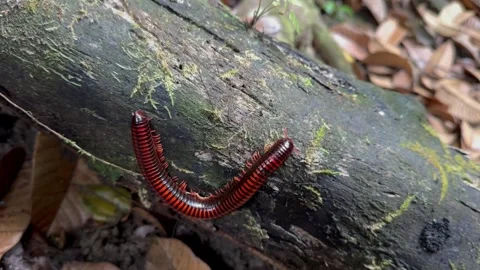 Madagascar Fire Millipede on a tree bran... | Stock Video | Pond5