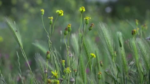 Madagascar Fireweed slow motion Stock Footage 248704876