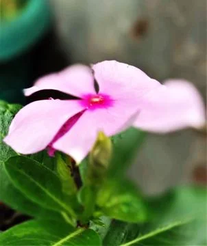 Madagascar flowers Stock Photos