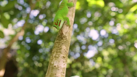 Madagascar Gecko Gekko Stock Footage 264928574