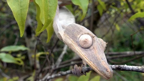 Madagascar Gecko Sitting On A Tree, Looking At The Camera, Close-Up, 4K Stock Footage 125723005