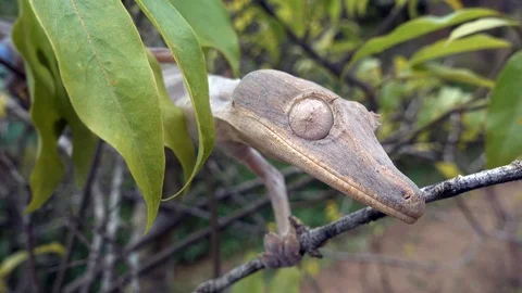 Madagascar Gecko Sitting On A Tree, Looking At The Camera, Close-Up Video stock 125723312