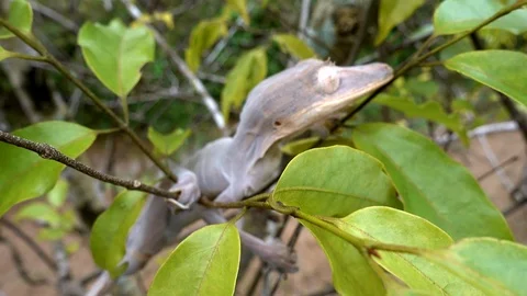 Madagascar Gecko Sitting On A Tree, Looking At The Camera, Close-Up Vidéo 125723519