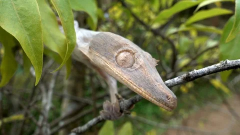 Madagascar Gecko Sitting On A Tree, Looking At The Camera, Close-Up 스톡 동영상 125723627