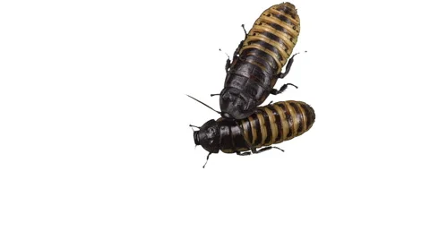 Madagascar hissing cockroach Stock-Footage 51840687