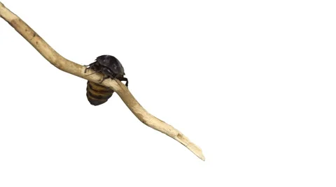 Madagascar hissing cockroach Video stock 51840703