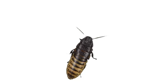 Madagascar hissing cockroach Vidéo 51840715