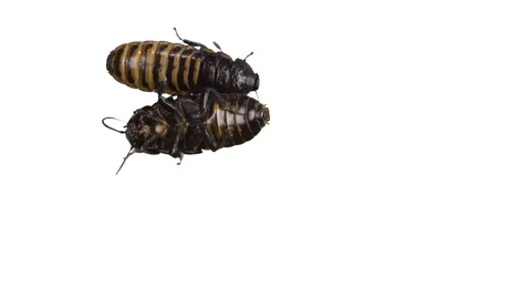 Madagascar hissing cockroach Stock Footage 51840731