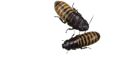 Madagascar hissing cockroach Stock Footage 51840835