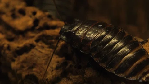 Madagascar hissing cockroach Stock Footage 244600001