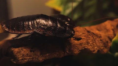 Madagascar hissing cockroach Stock Footage 244643576