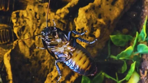 A Madagascar hissing cockroach Stock Footage 245030920