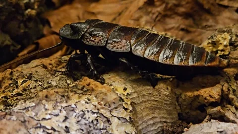  A Madagascar hissing cockroach  Stock Footage 261403551