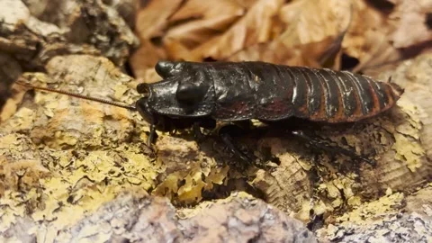 Madagascar hissing cockroach  Stock Footage 266721562
