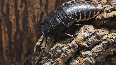 Madagascar hissing cockroach Stock Footage 277365095