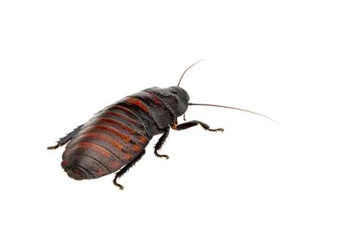 Madagascar hissing cockroach Stock Photos