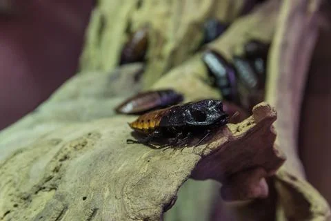Madagascar hissing cockroach Stock Photos