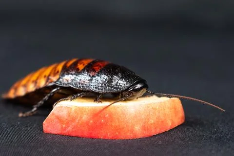 Madagascar hissing cockroach Foto stock