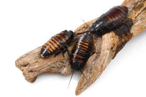 Madagascar hissing cockroaches Stock Photos