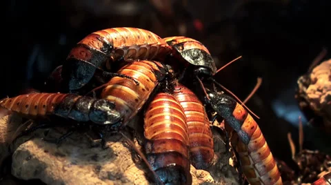 Madagascar hissing cockroachs. Stock Footage 38524841