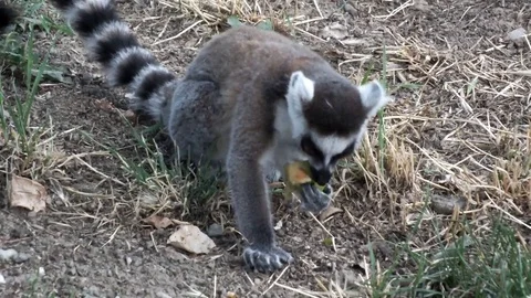 Madagascar Lemur catta eats fruit Stock Footage 74594758