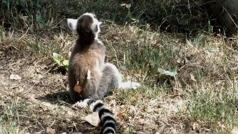 Madagascar Lemur catta eats fruit Stock Footage 74594936