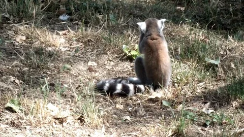 Madagascar Lemur catta  in the zoo, eats fruit and falls on his back Stock Footage 74594866